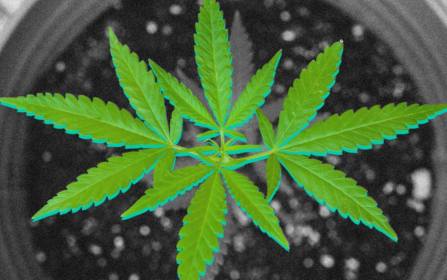 Is it legal to grow medical marijuana?