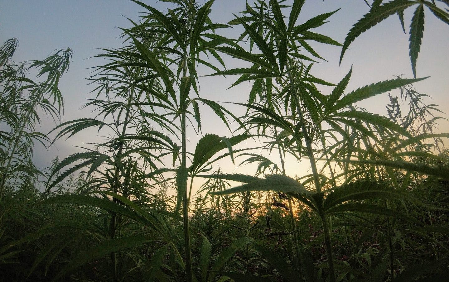 Cannabis cultivation and its carbon footprint