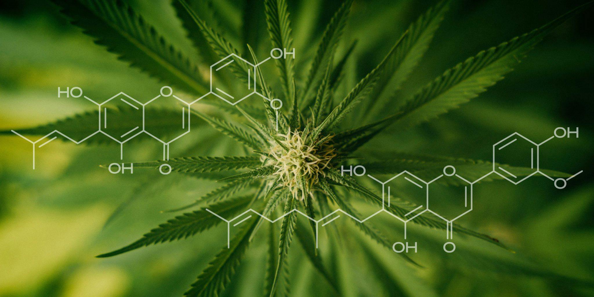 chemical compound structure of flavonoid cannflavins with cannabis sativa plant as background