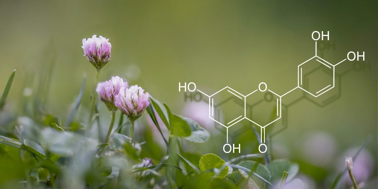 structure of the chemical compound luteolin with field of thyme flowers in the background
