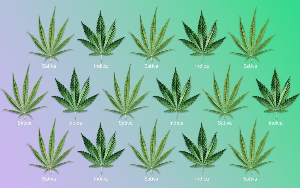 Sativa vs. Indica vs. Hybrid Cannabis: What's the Difference?