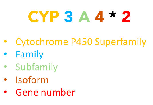 CYP3A4*2 - The CYP enzyme, which metabolizes drugs in the liver.