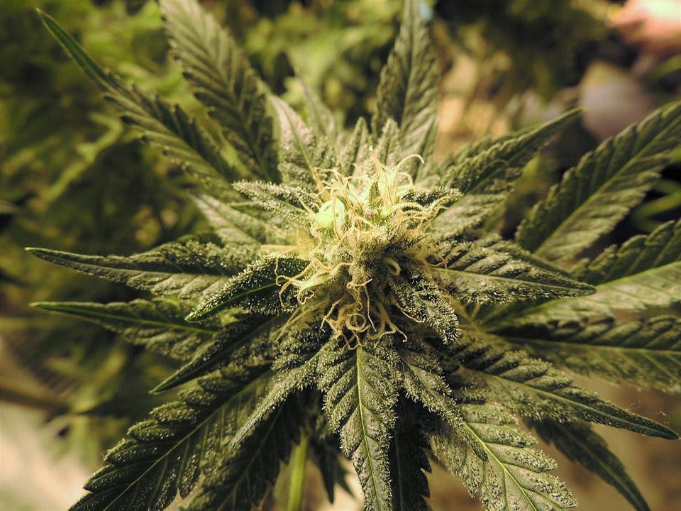 Indoor grown cannabis; homegrown; weed; pot; marijuana; hemp; cannabis;