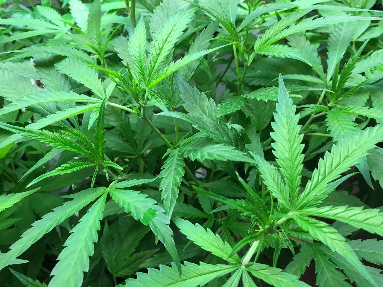Cannabis/Marijuana Plants Growing