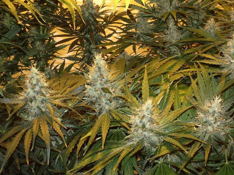 Female Northern Lights (Afghan) cannabis varietal in flowering