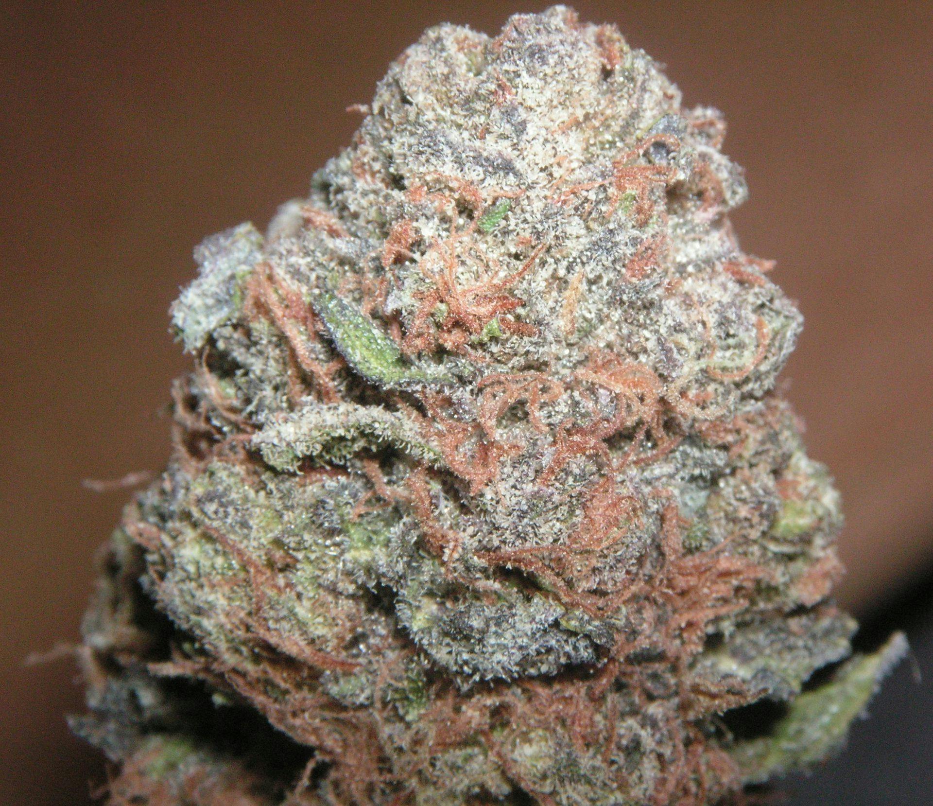 Marihuana medicinal - Purple Kush