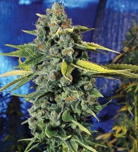 Blue Dream cannabis sativa strain