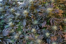 Cannabis grown using Aeroponics and Sea of Green method.