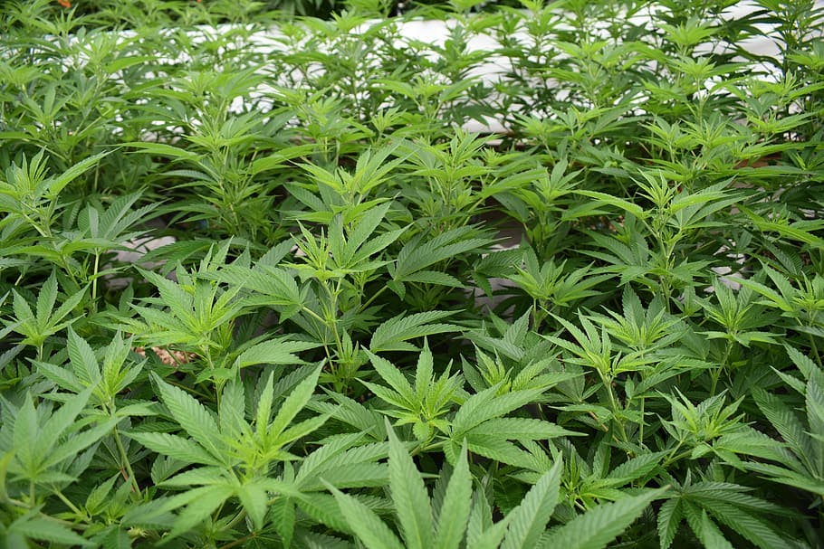 Growing cannabis/marijuana plants