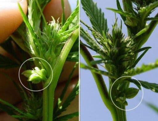 Cannabis plant hermaphroditism, showing both male and female marijuana plant traits.