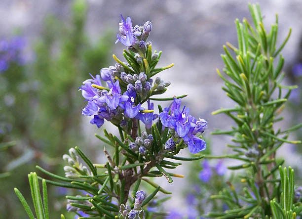 rosemary plant with flower