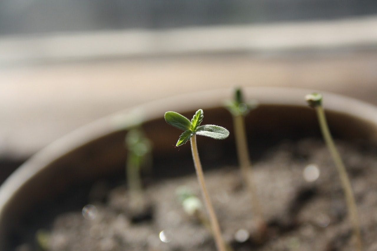 Cannabis plant seedlings.