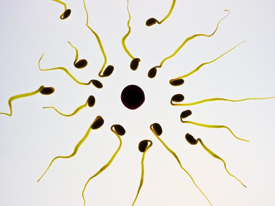 Fertilisation; zygote; sperm; egg; reproduction.