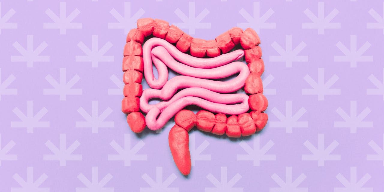 small and large intestine clay model