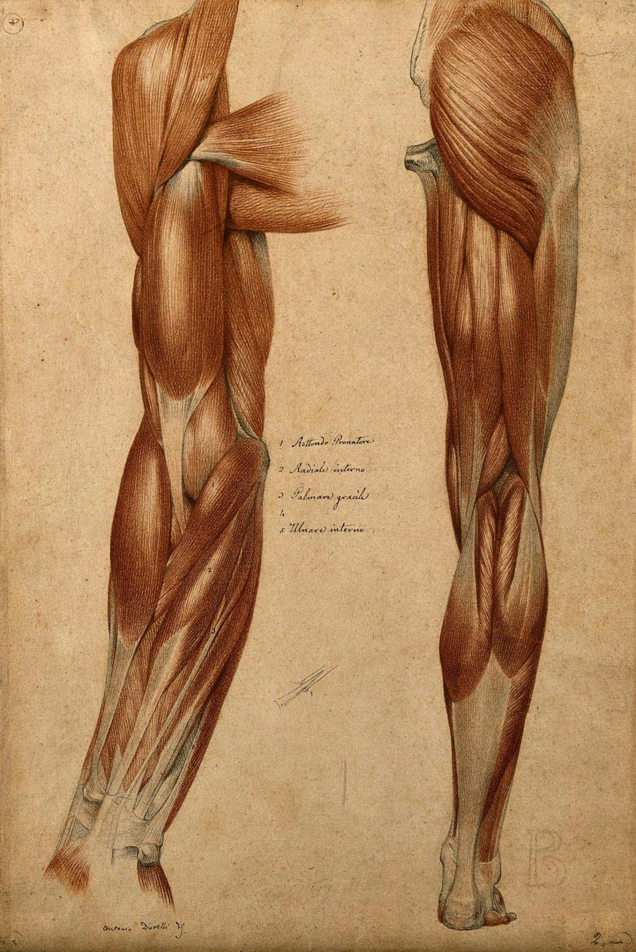 músculos y tendones del brazo y la pierna
