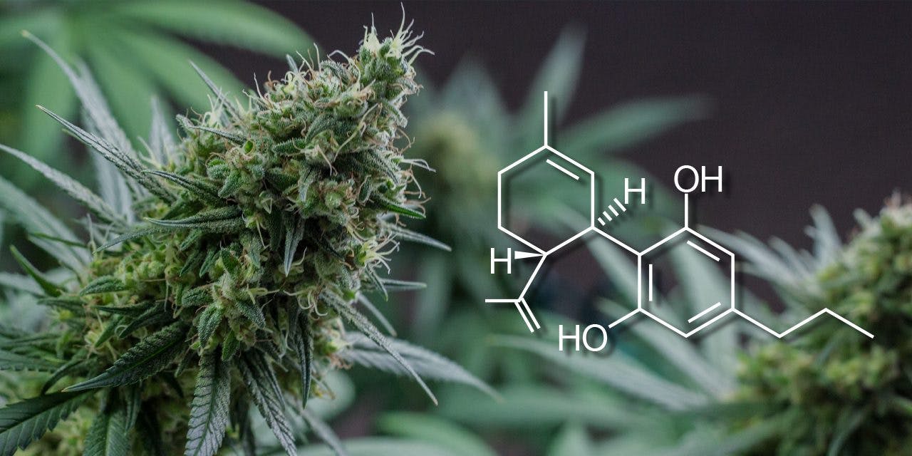planta de cannabis y compuesto estructural CBDv