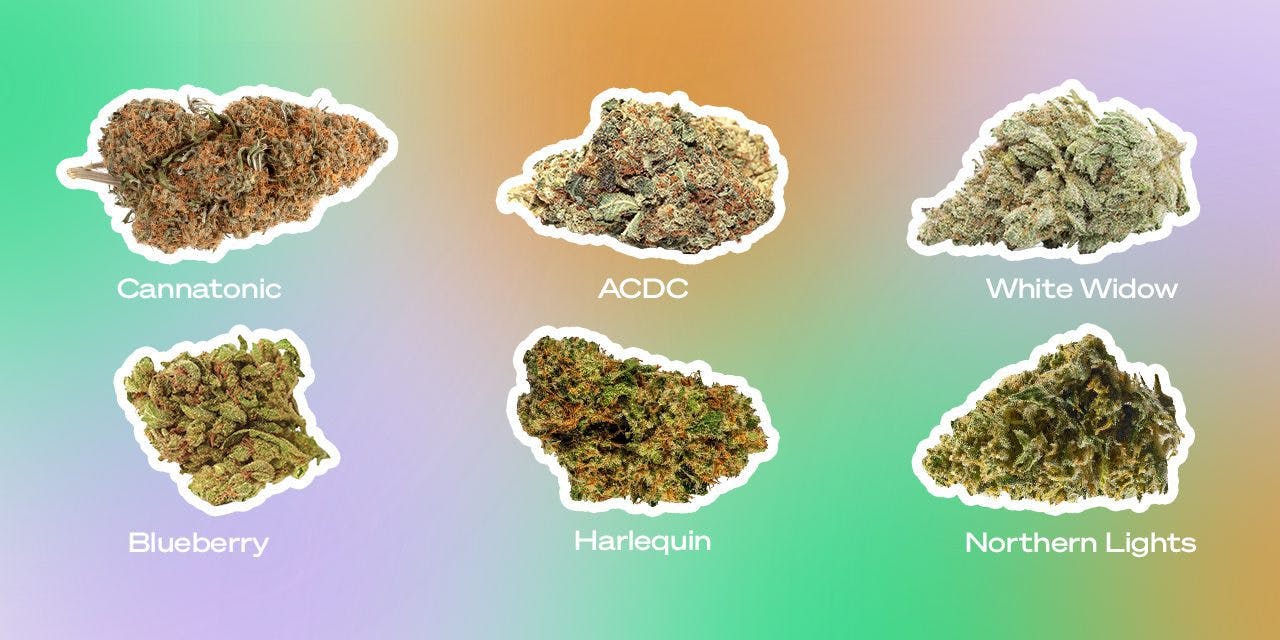 varieties of cannabis strain
