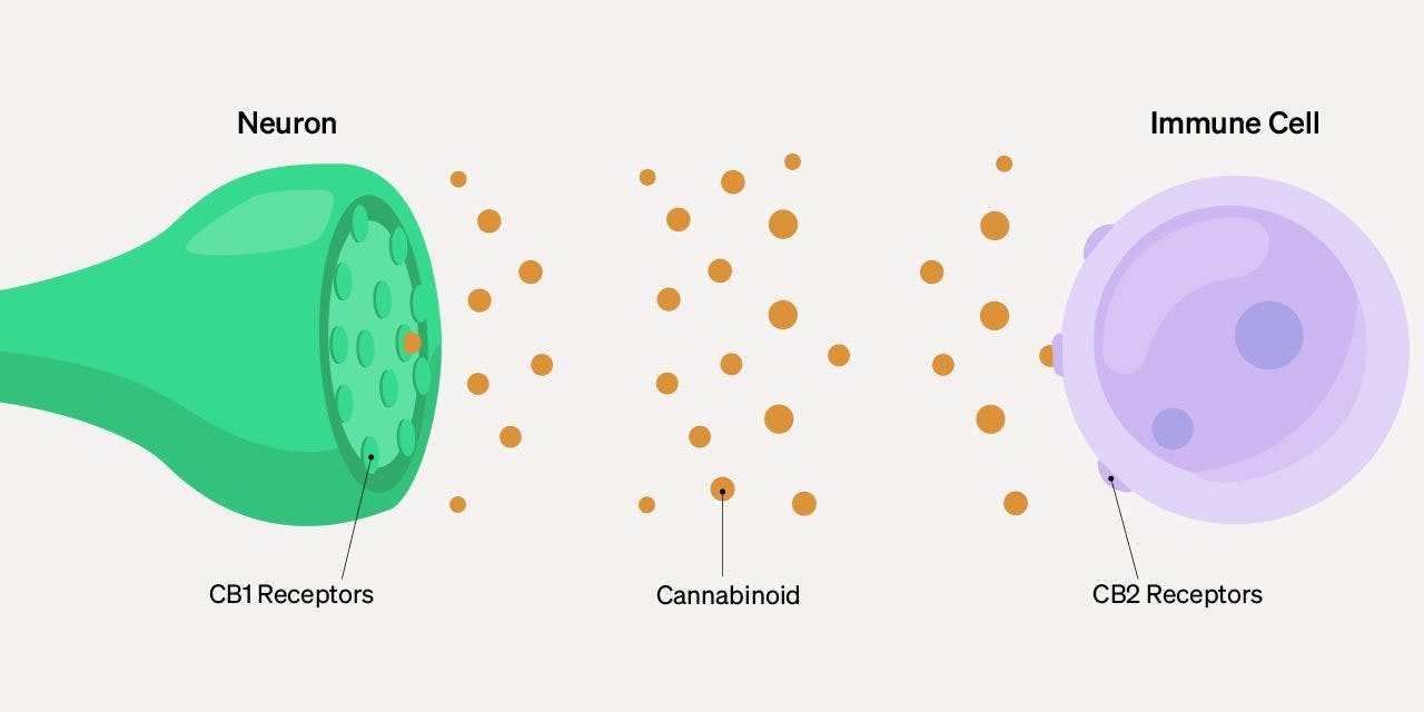 infographic of neuron and immune cell in between cannabinoid