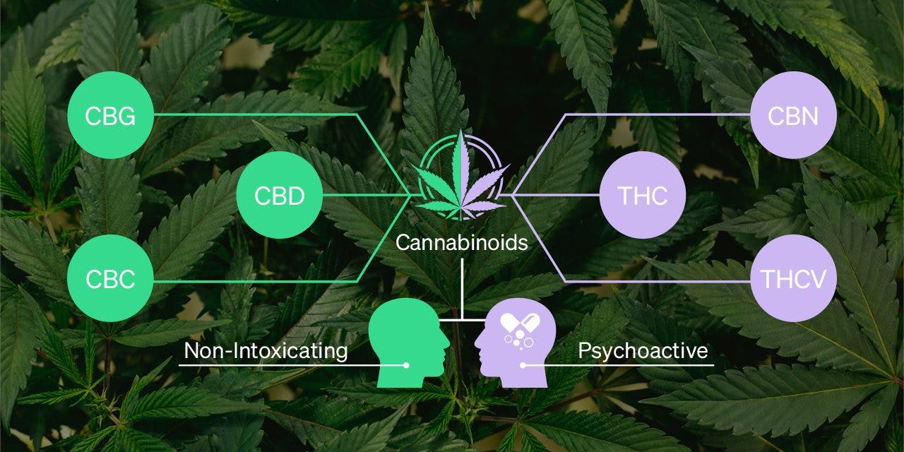 infographic of cannabinoids - showing the major and minor cannabinoids