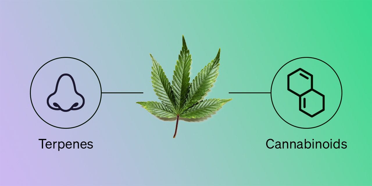 vector drawing of nose with line connected to cannabis leaf and also connected to structures of cannabinoids