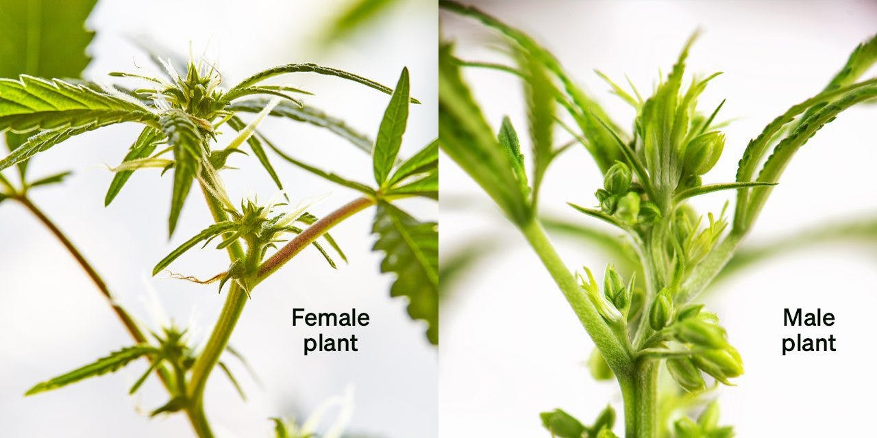 closeup photo of female plant vs male plant