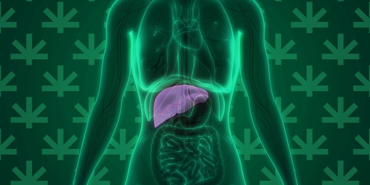 3D animation of human digestive system highlighting liver in purple color