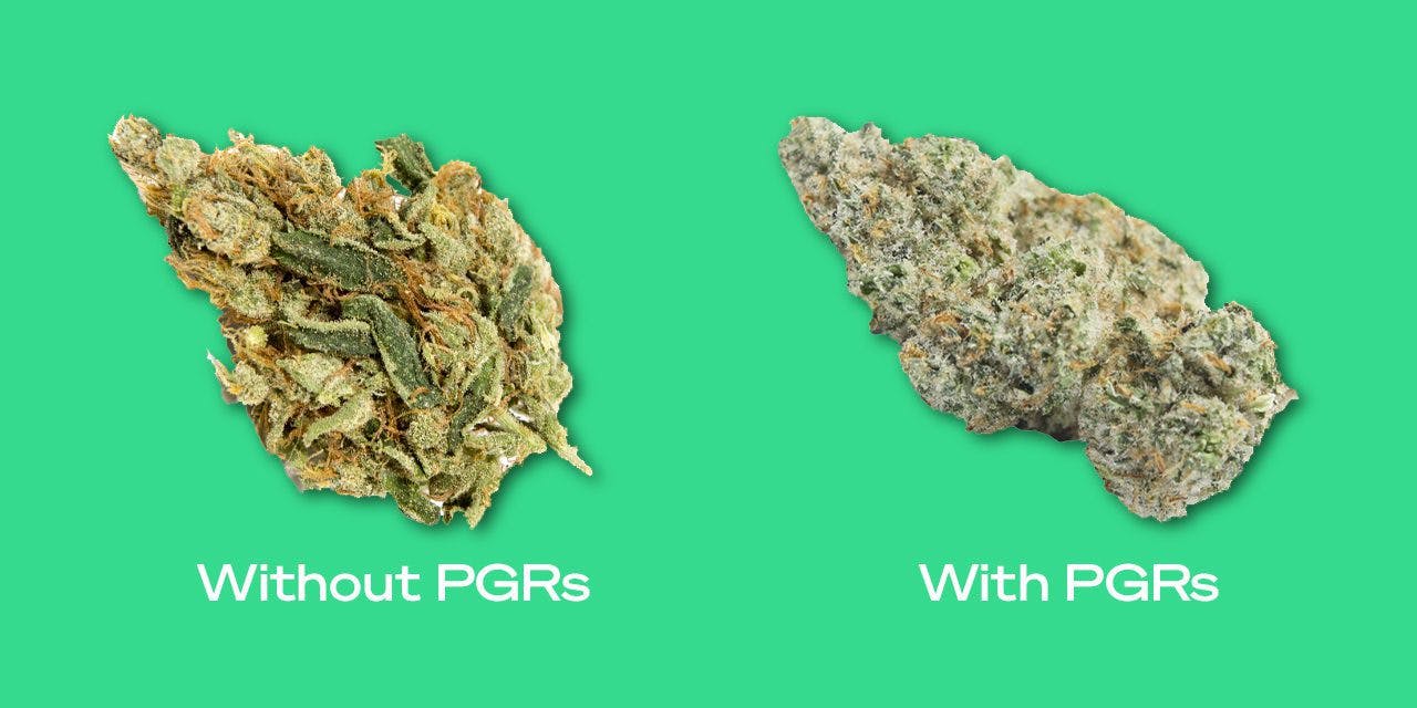 comparison of with PGRs and without PGRs weed