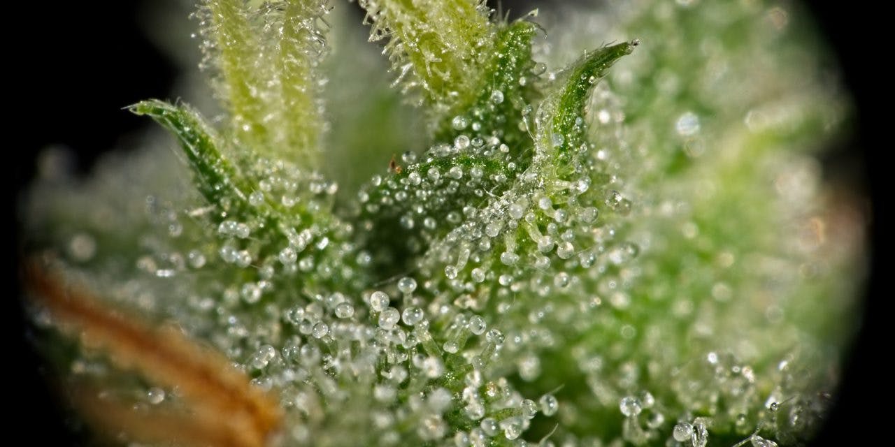 primer plano de una flor de cannabis con un manto de glándulas blancas cristalinas y pegajosas
