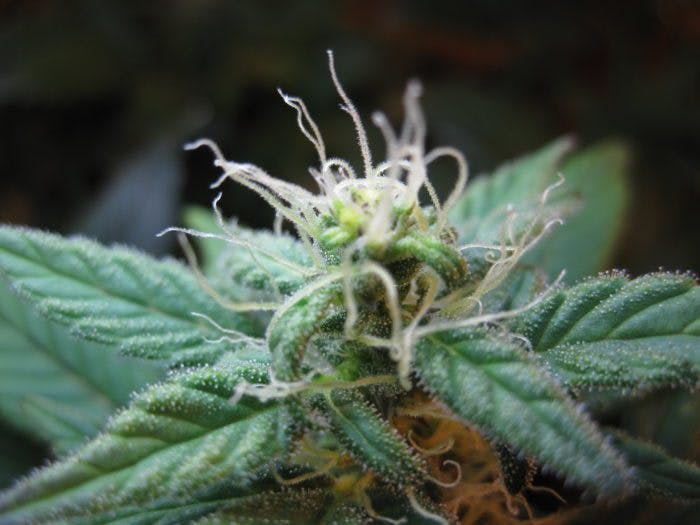 blueberry diesel cannabis strain