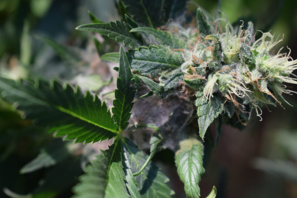 closeup of cannabis flower with mold and bud rot