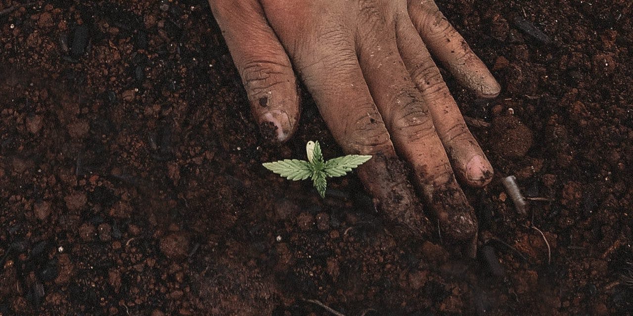 closeup of hand and small marijuana plant in the soil