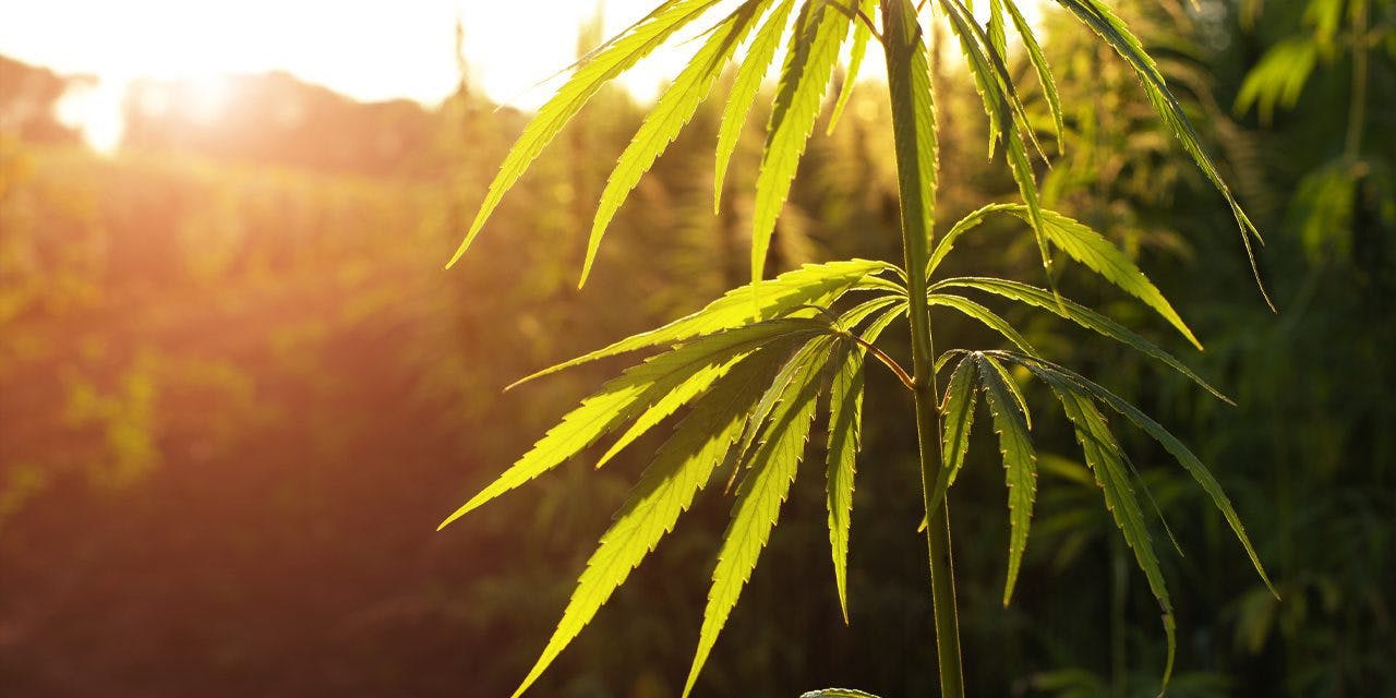 marijuana plant against sunlight