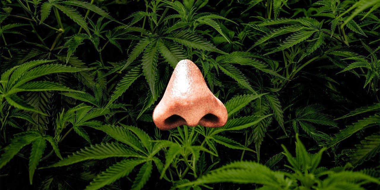 imagen de nariz humana con un arbusto de marihuana de fondo