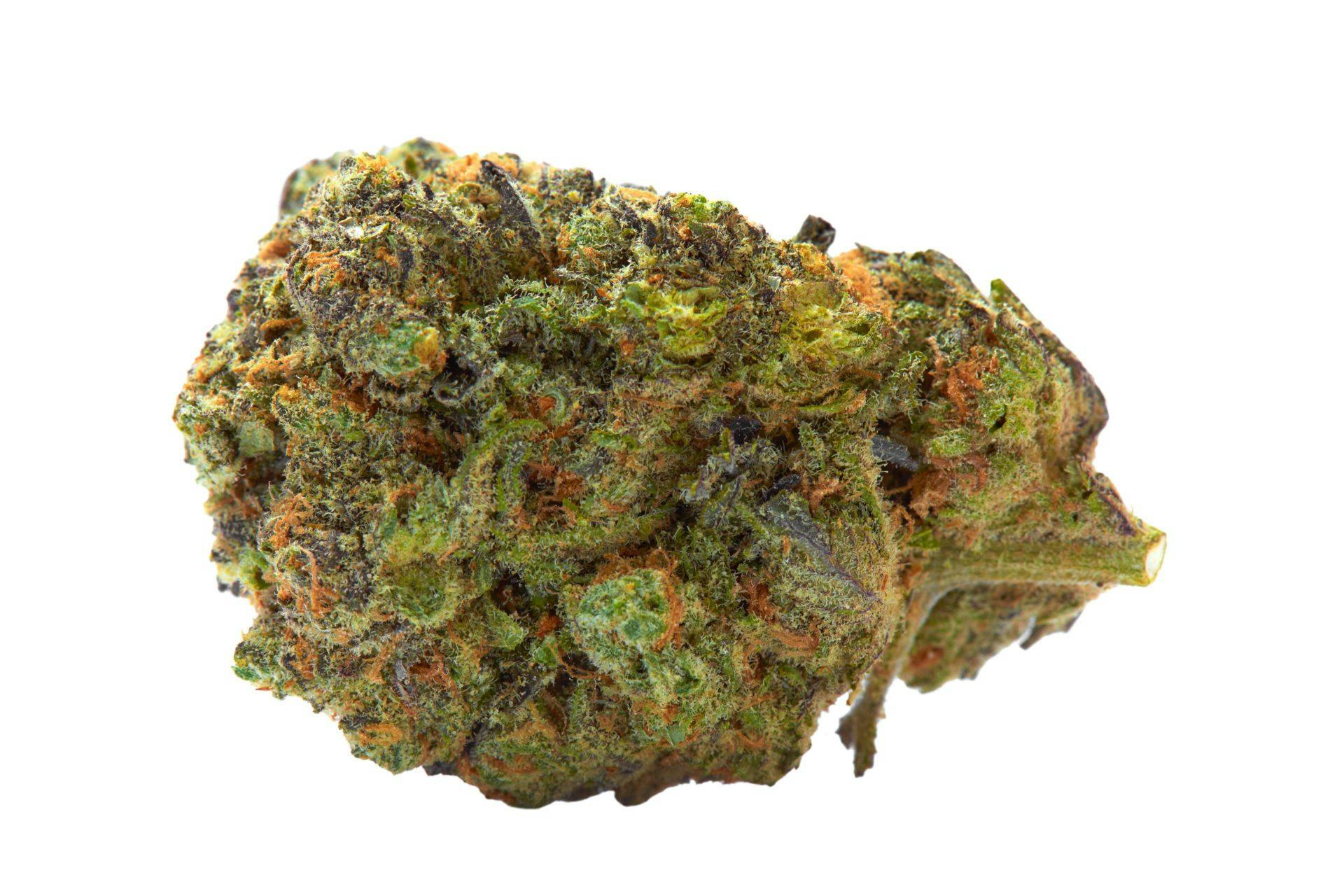 closeup of gelato marijuana strain