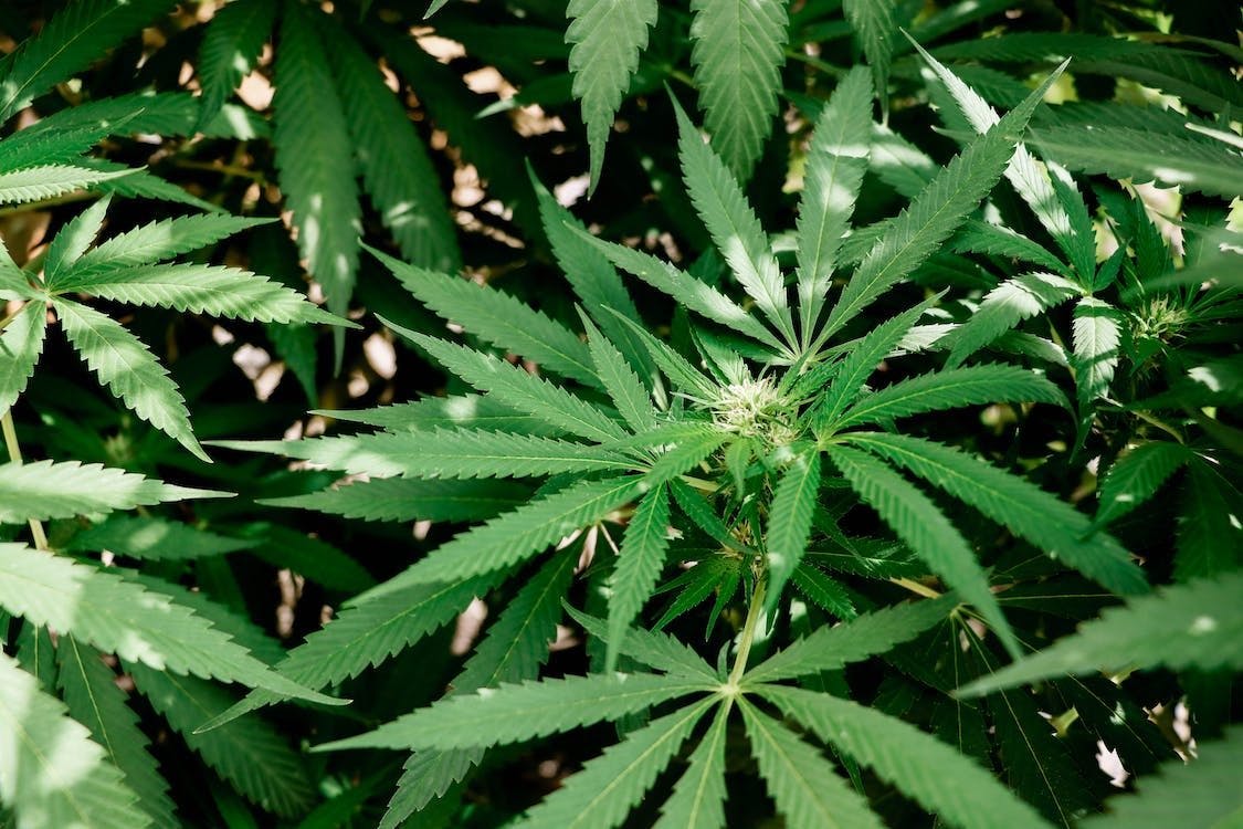 hojas de cannabis