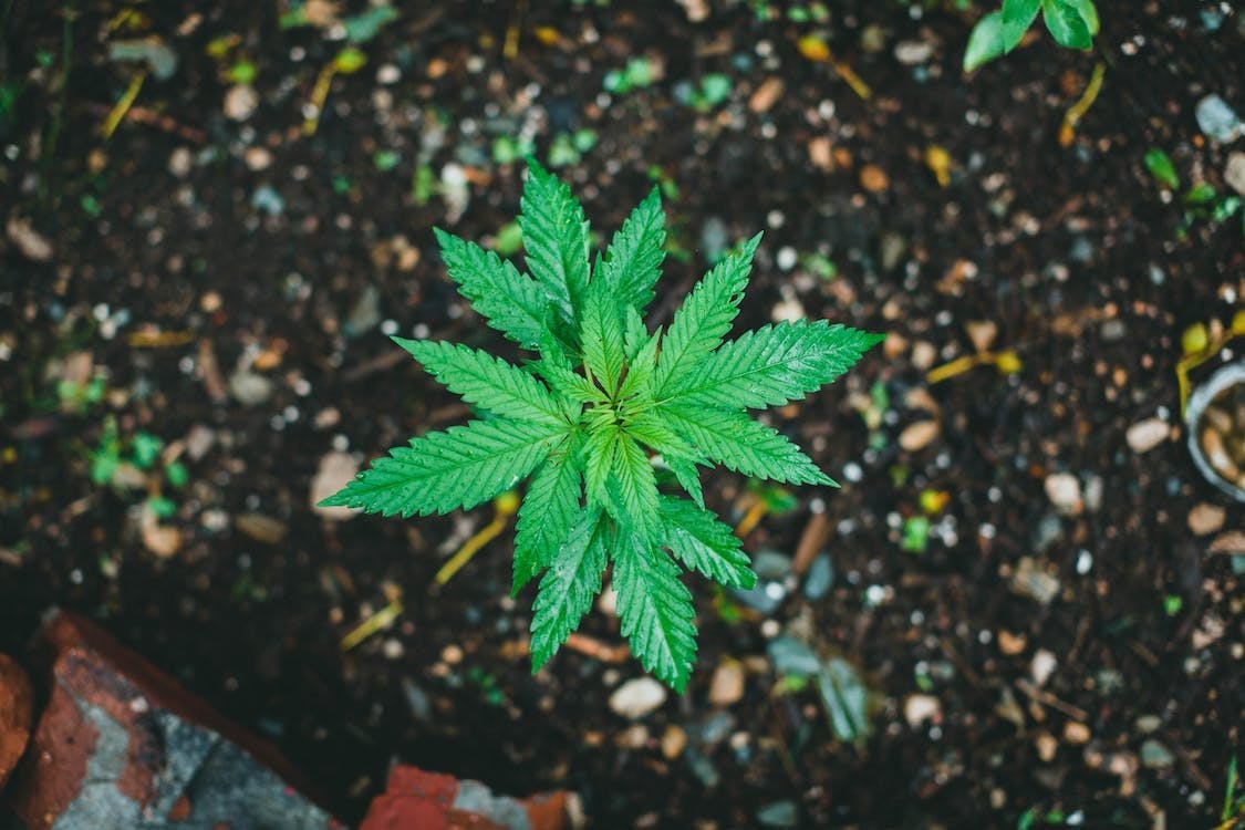 top view of a cannabis plant