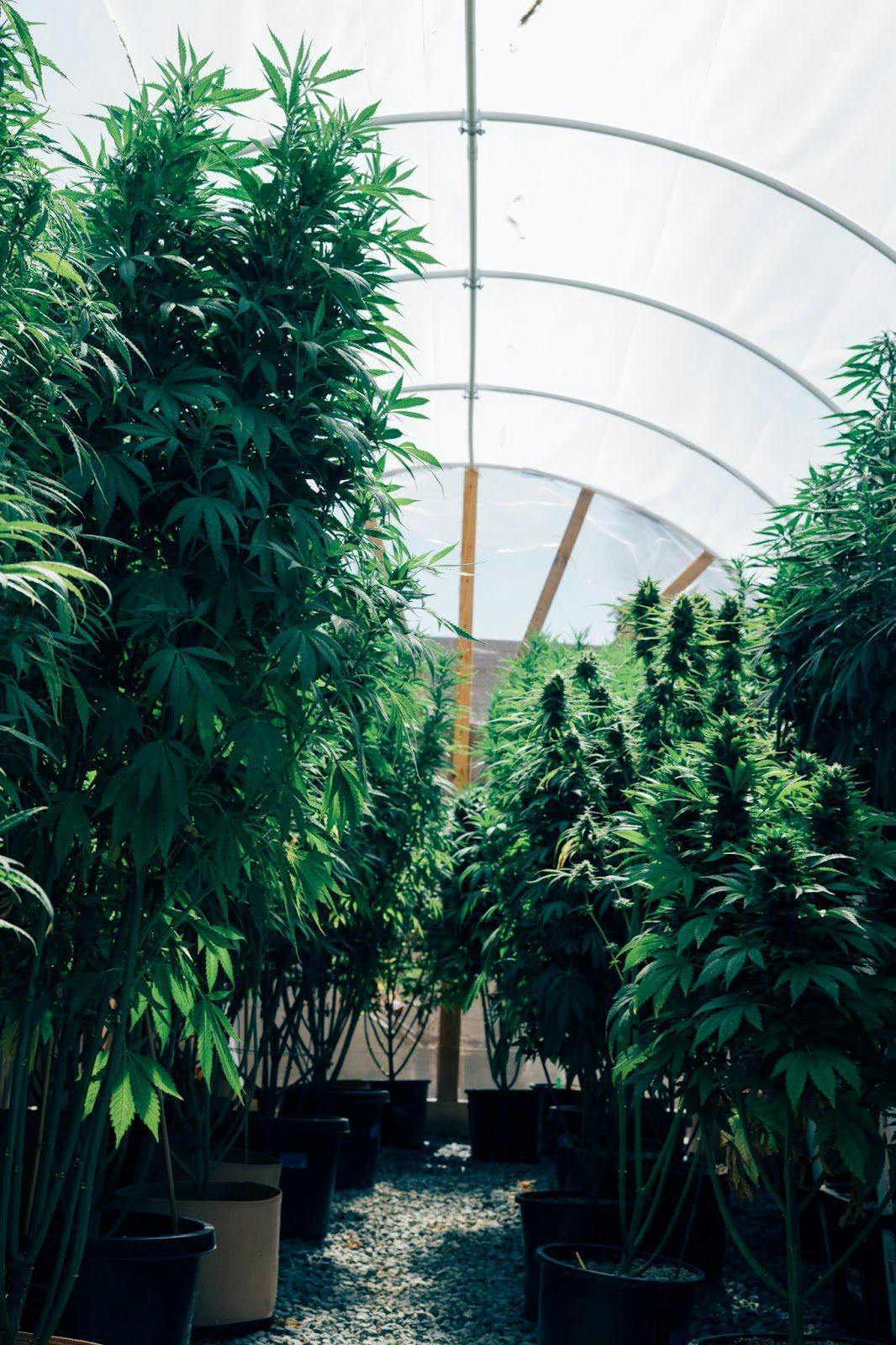 indoor marijuana plants