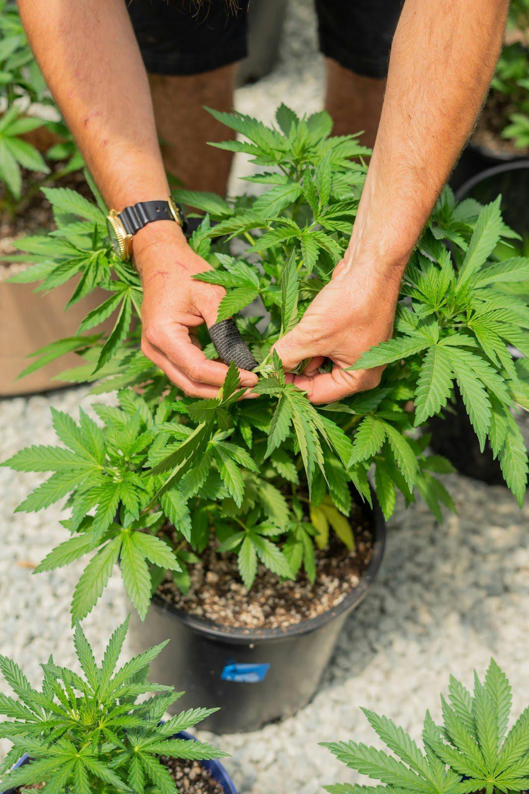 pellizcar la parte superior de la planta de cannabis con los dedos 