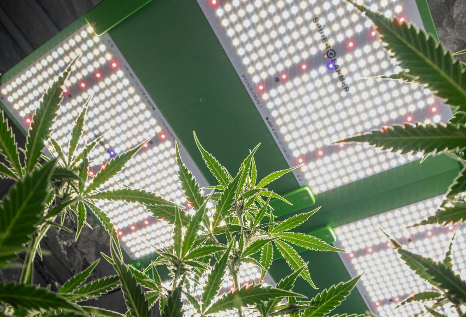 imagen inferior de una planta de cannabis con lámparas LED