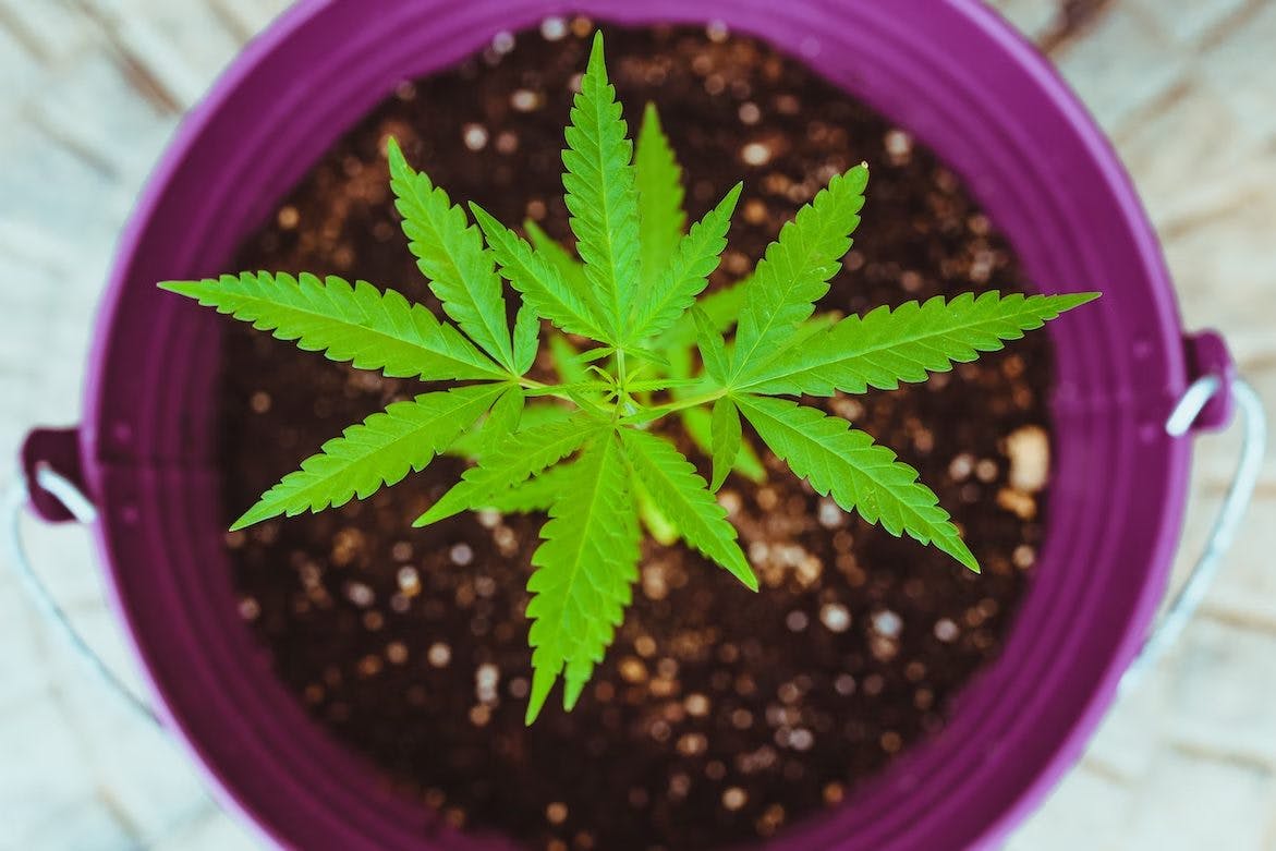 top view of indoor seedling cannabis plant