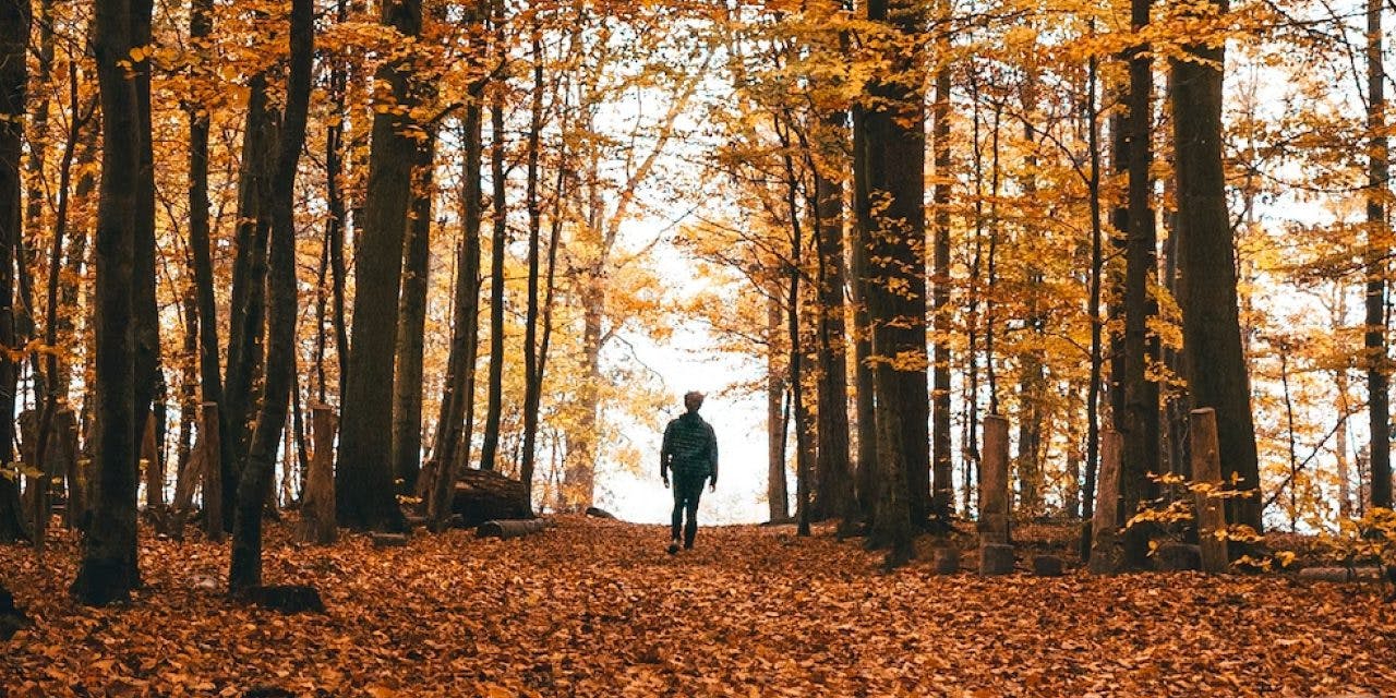 a man walking alone in the autumn forest