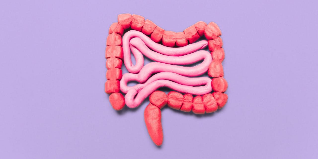clay model of large and small intestine