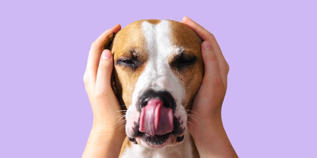 closeup of dog's face and human hands covering the dog's ears