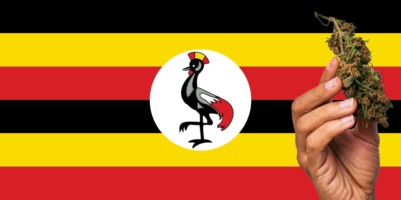 graphic of ugandan flag with marijuana bud in front of it