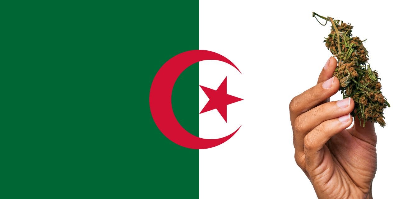 Algerian flag with marijuana in front.
