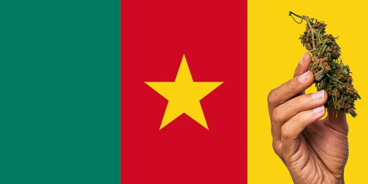 Cameroon flag with marijuana in front.
