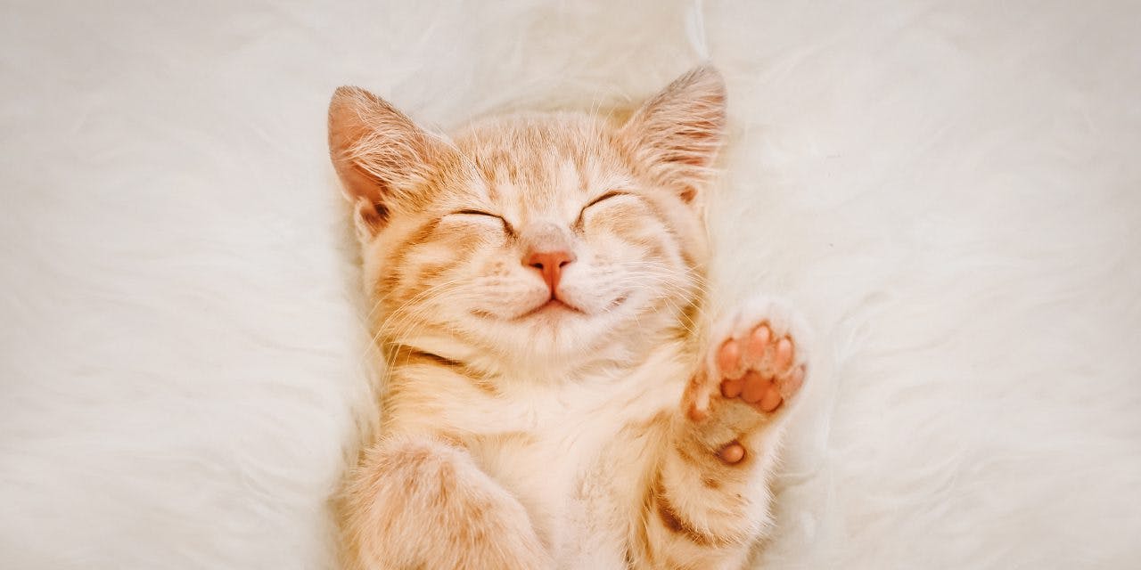a cute orange kitten