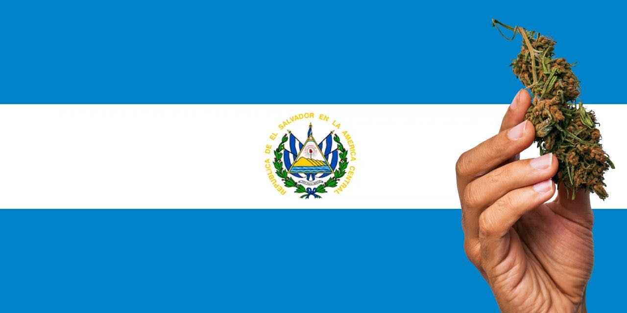 El Salvador flag with marijuana in front.