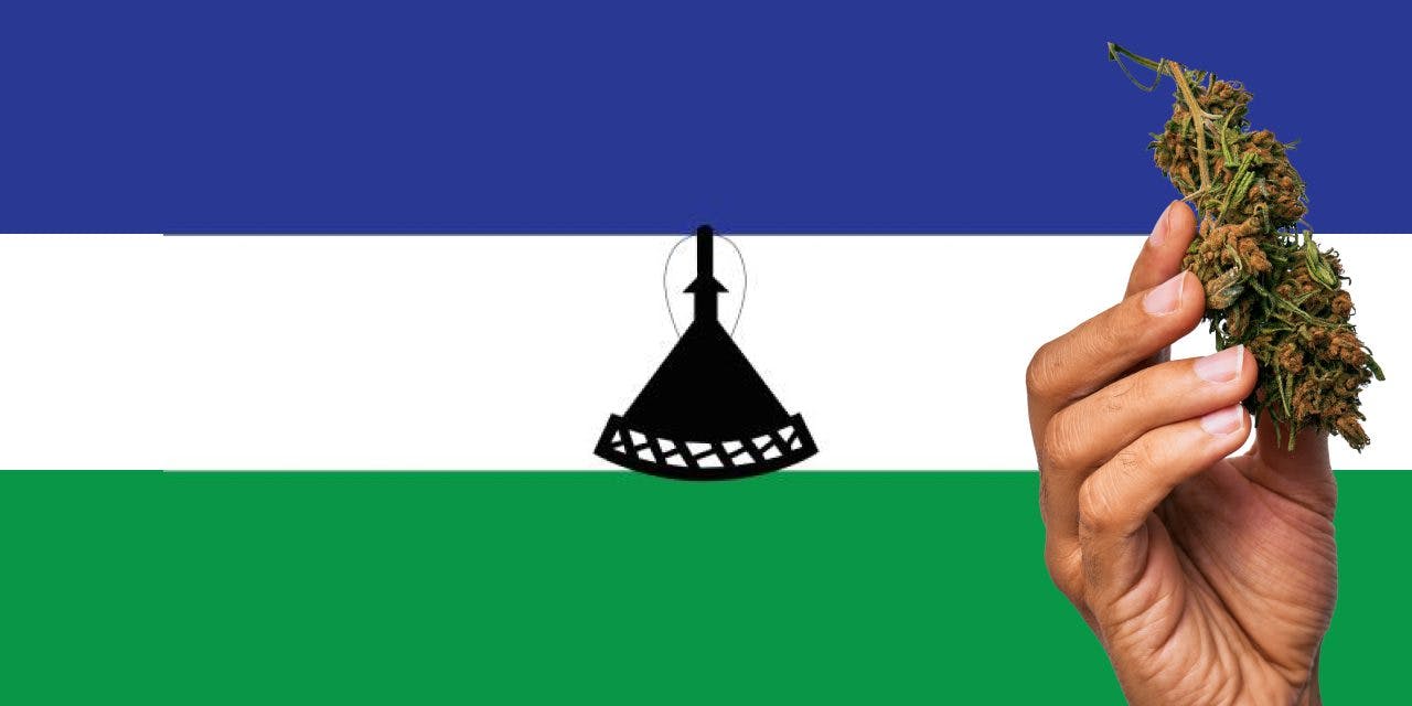 Lesotho flag with a hand holding a marijuana infront of it
