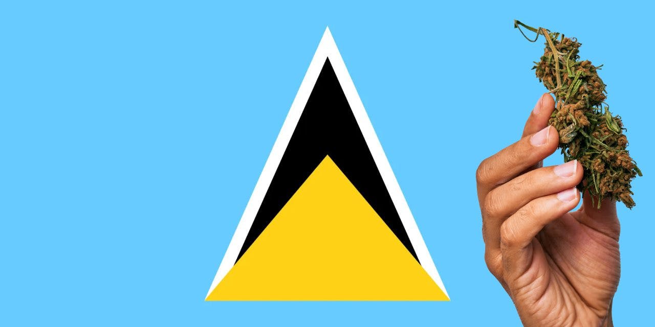 Saint Lucian flag with marijuana in front.